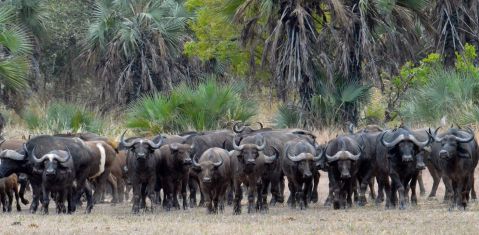 A herd of buffalo look on as we set up these funny looking cameras.