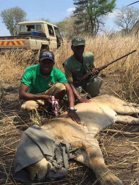 Tonga Torcida (lion intern) and Chintsomba (scout) help collar Amelia, a pregnant lioness.