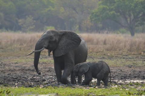 This baby elephant and its mom were both tranquilized so the vet team could remove the baby's snare safely.